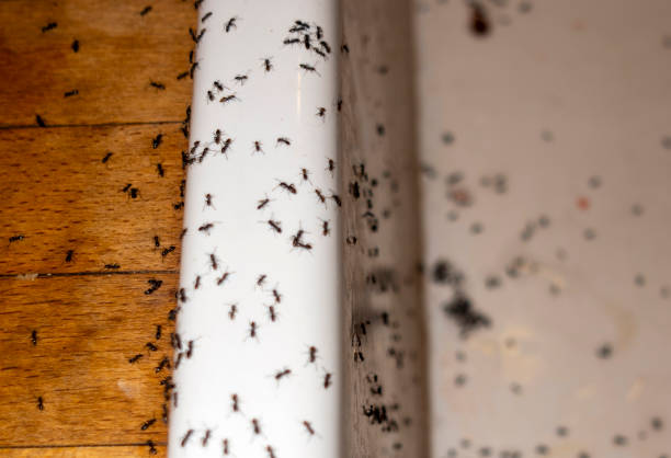 Best Emergency Pest Control  in Samsula Spruce Creek, FL