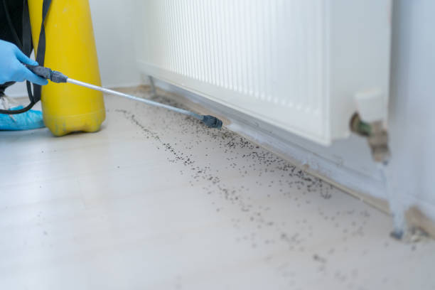 Best Rat Extermination Near Me  in Samsula Spruce Creek, FL
